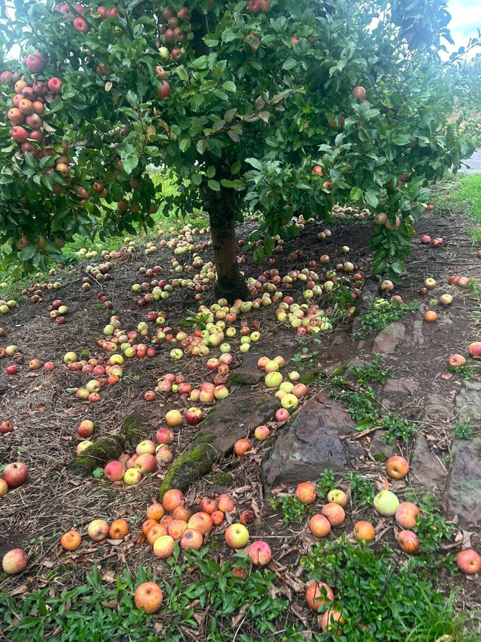 Árvores derrubadas em São Joaquim — Foto: Prefeitura de São Joaquim / Defesa Civil