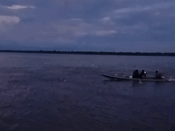VÍDEO: Cardume de peixes salta para dentro de canoa durante pescaria no Amazonas