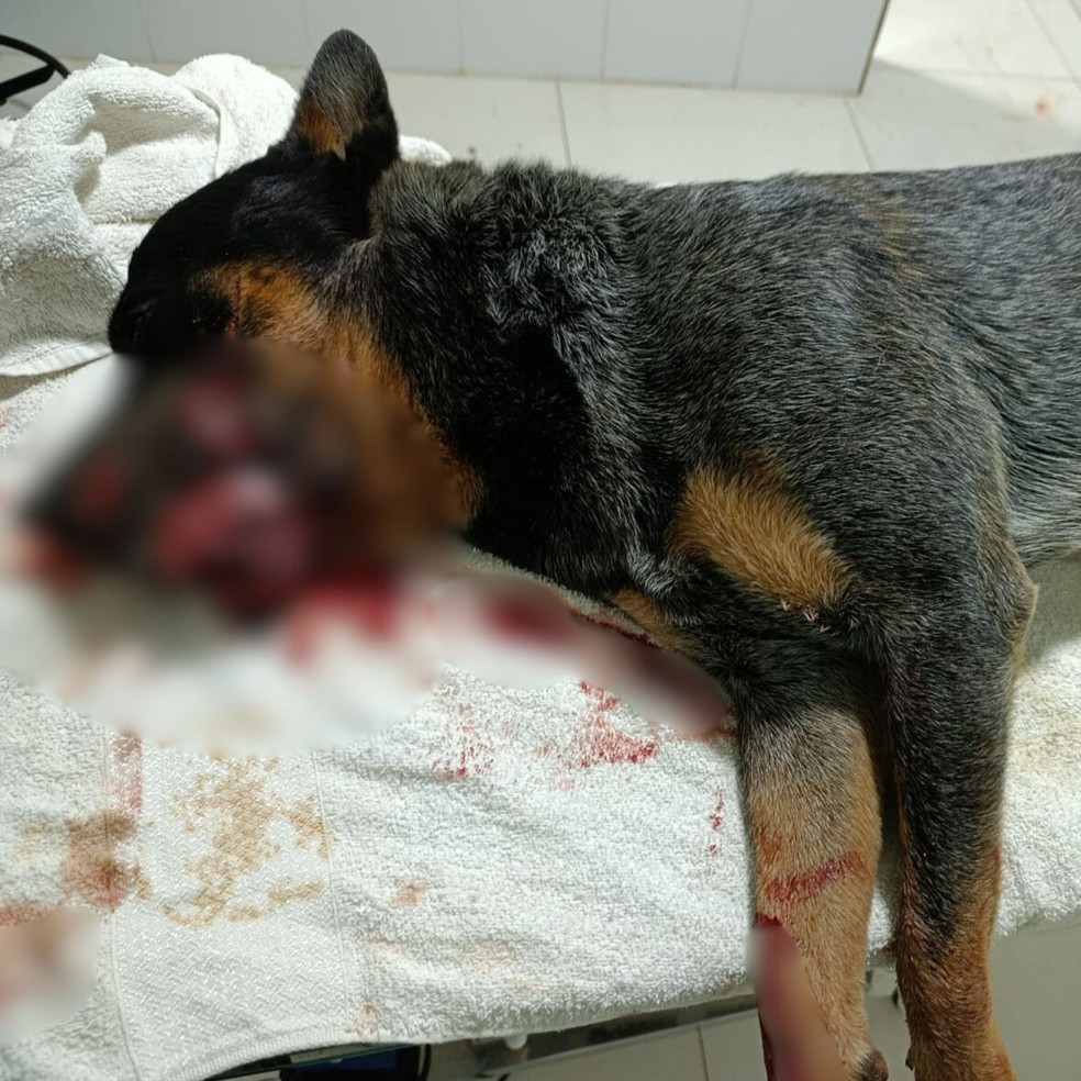 Cachorro multilado com roçadeira em RO — Foto: Reprodução/RESGATE COM AMOR