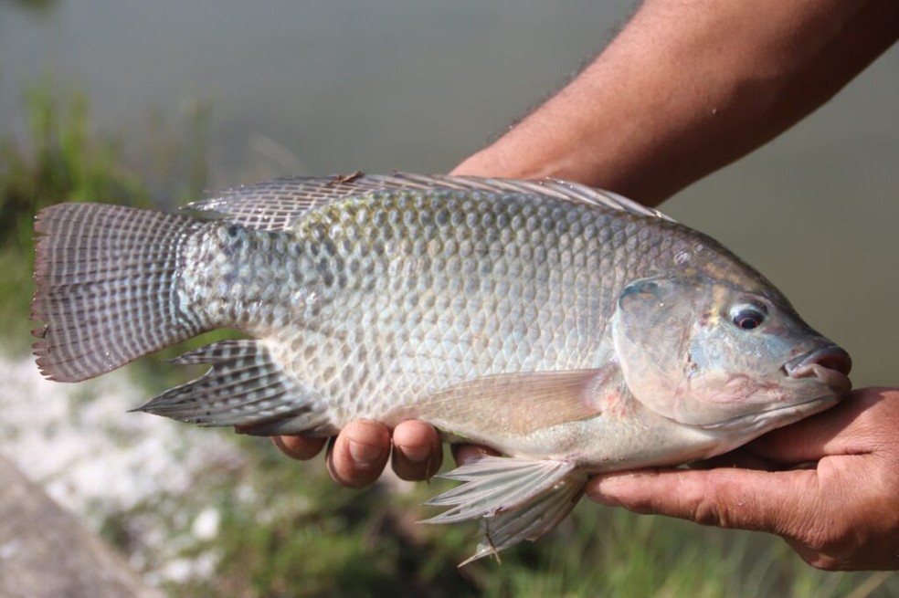 15ª Feira do Peixe vivo será realizada nesta quarta-feira (25), em Cabrobó — Foto: Reprodução/Redes Sociais