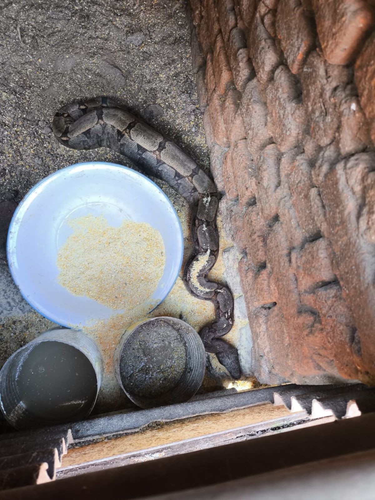 Jiboia de 1,5 metro é encontrada em galinheiro e capturada em Formiga