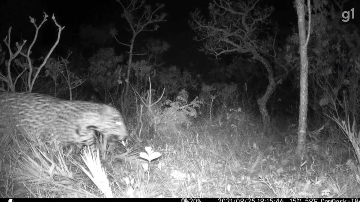 Floresta, noite, lobo, veado, o espírito da floresta, seção