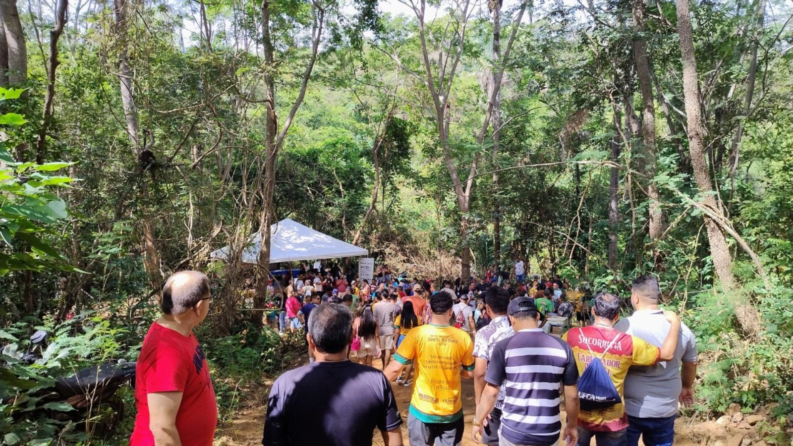 Festa de Santo Antônio em Barbalha: devotos fazem corte do ‘Pau da Bandeira’ nesta sexta-feira (15); veja vídeo