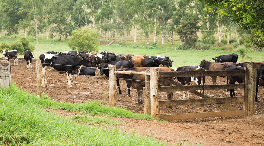 MS tem o quinto maior rebanho bovino do país: 18,9 milhões de animais