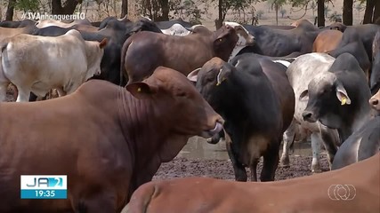 Confira os destaques do Globo Rural deste domingo (30)