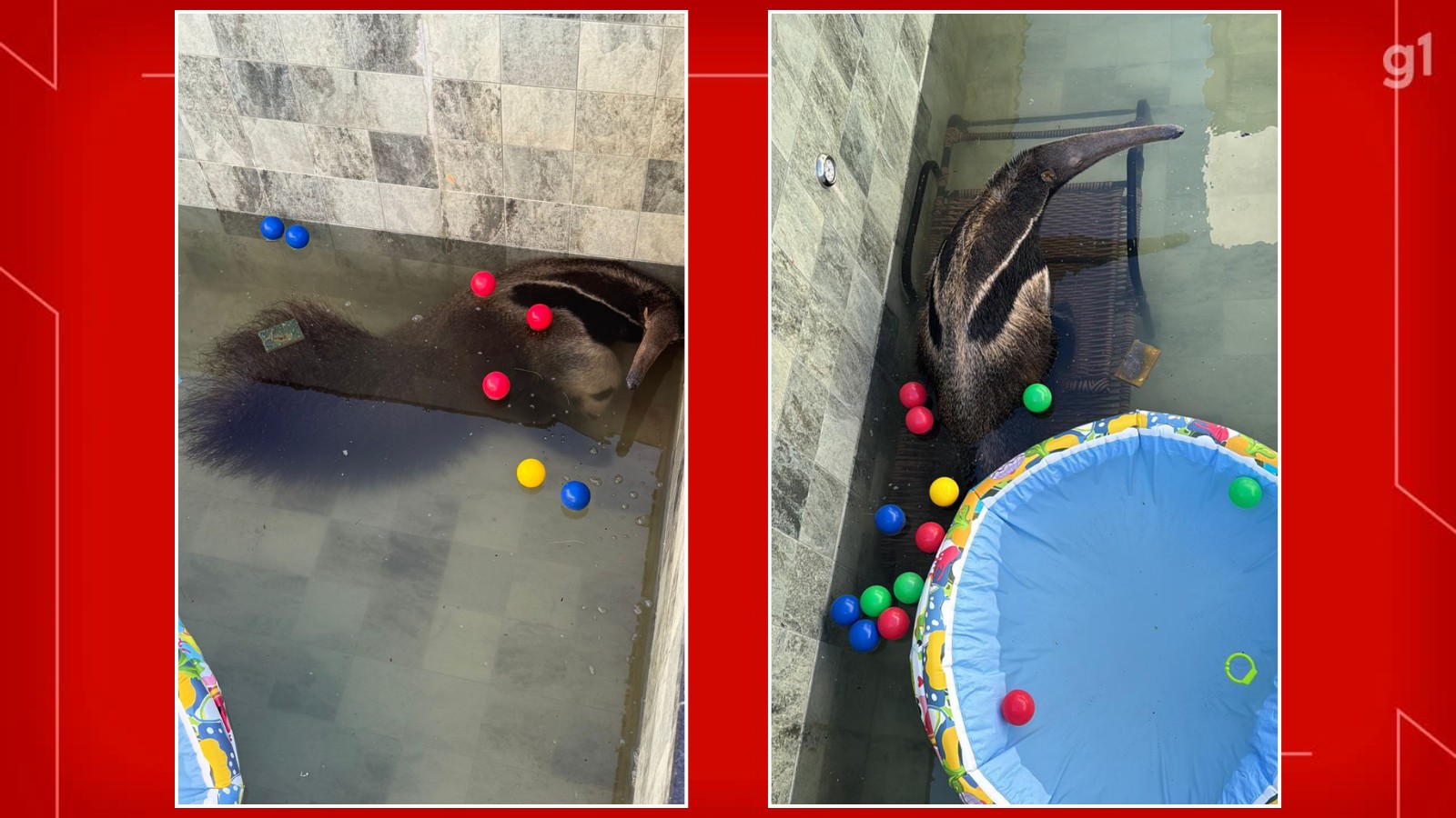 Tamanduá-bandeira cai em piscina de casa e é resgatado pela polícia no DF; veja VÍDEO