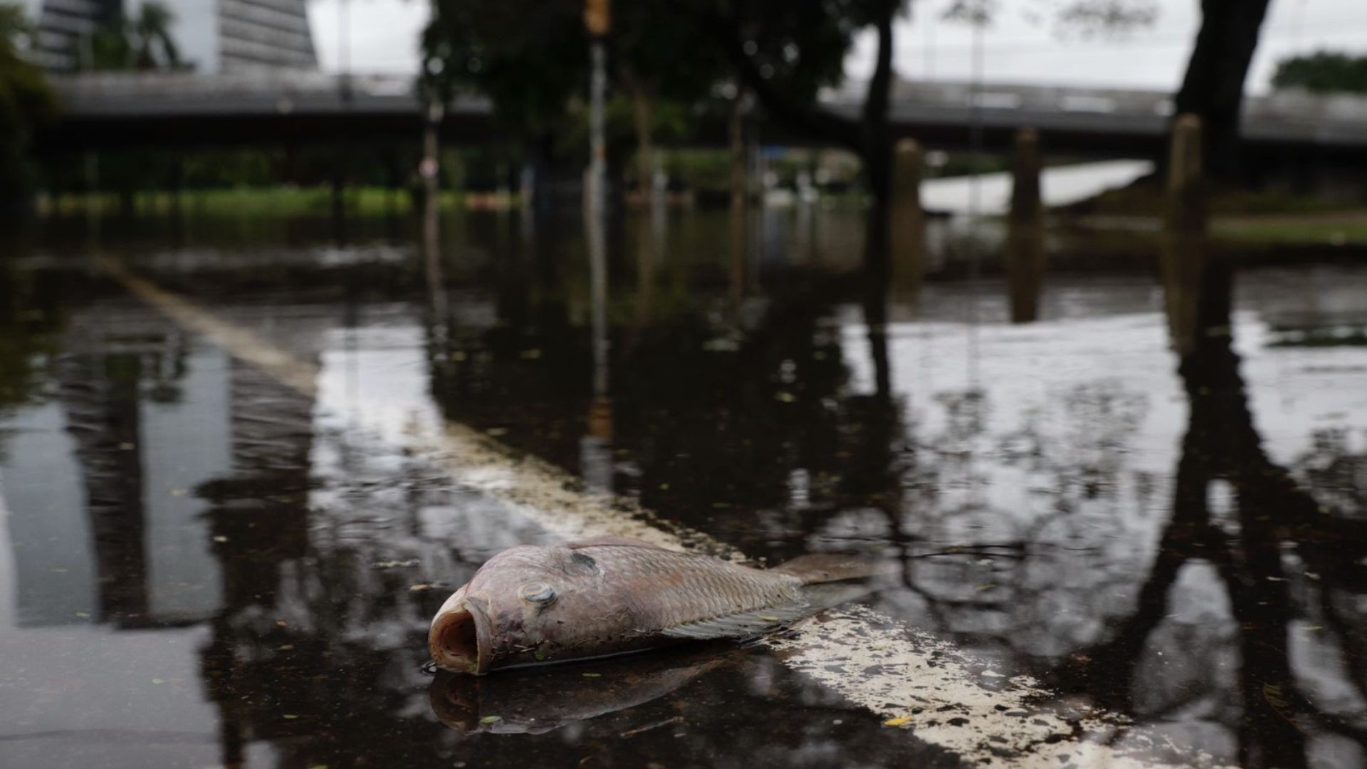 Com água baixando, moradores de Porto Alegre convivem com animais mortos, esgoto, mau cheiro nas ruas e ratos em casa