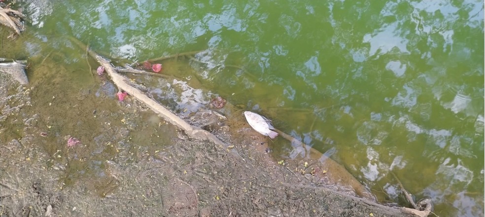 Sujeira e peixes mortos: lagoa do Parque da Cidadania é interditada após contaminação da água — Foto: Reprodução