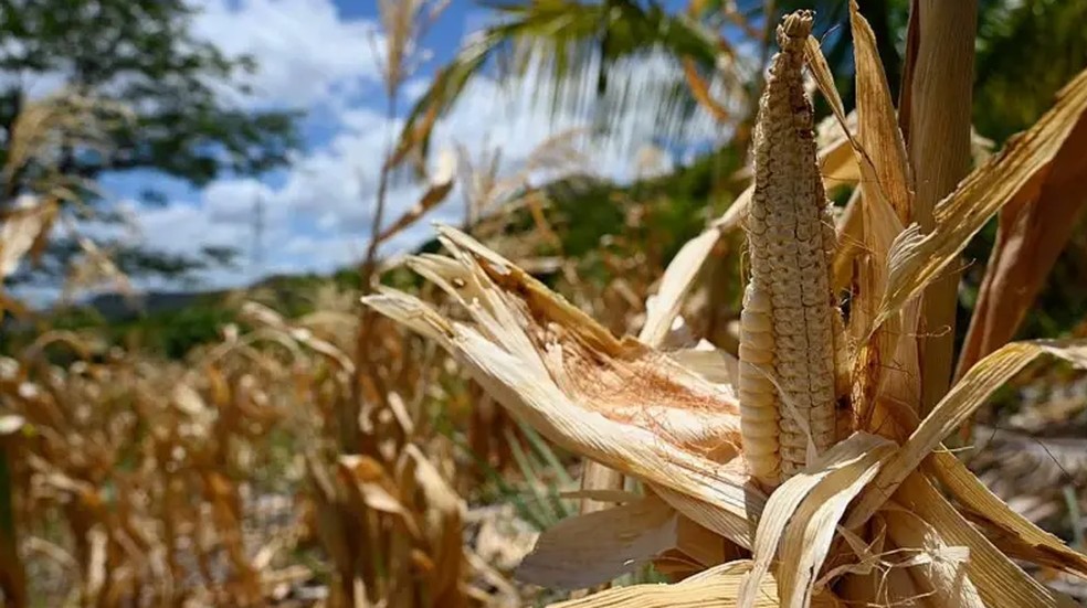 Colheitas foram perdidas na comunidade de Los Piches, no departamento de Valle, em Honduras. — Foto: AFP via Getty Images/BBC