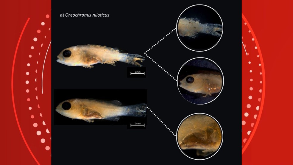 Amostra com alterações na viabilidade das larvas de peixes: Sedimento Aderido ao Corpo (SAC), Sedimentos em Cavidades Internas (SCI) e Rompimento ou Deterioração da Cavidade Abdominal (RCA). — Foto: PMBA/Fest