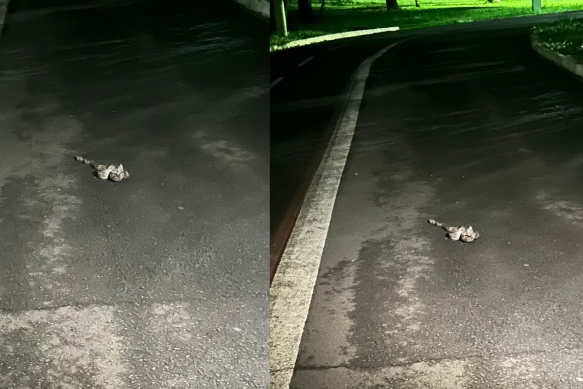 Homem tropeça em jiboia durante caminhada com filho em parque de Campo Grande