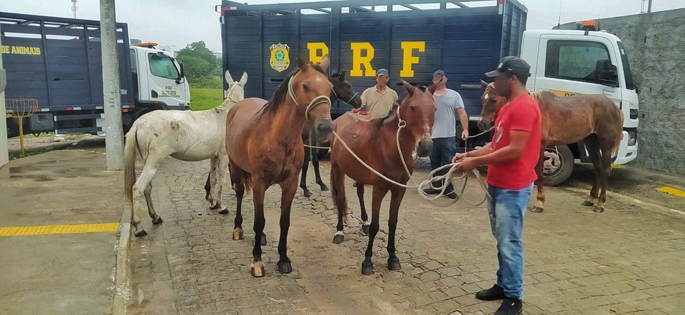 Animais foram recolhidos pela PRF em rodovias de Pernambuco — Foto: Divulgação/PRF