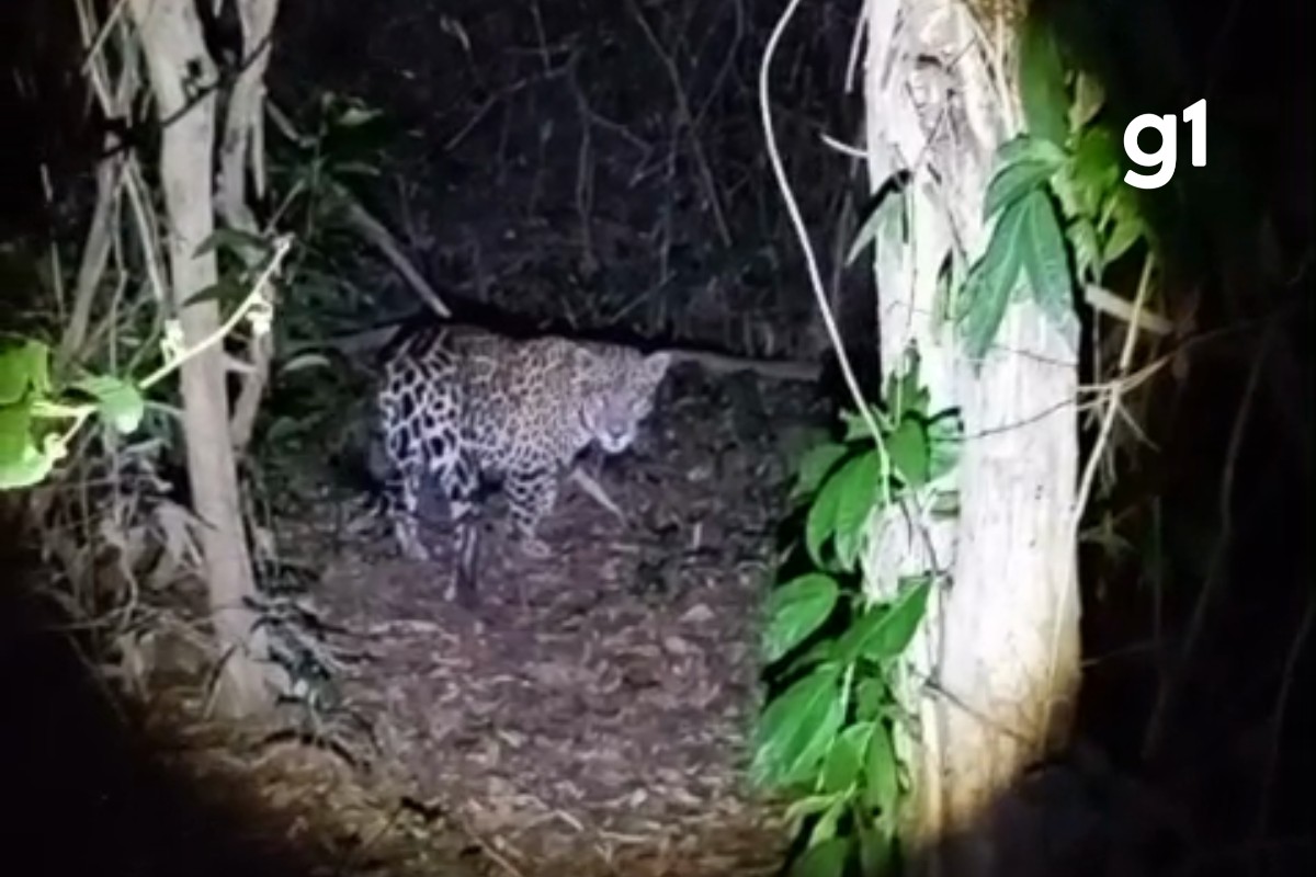 VÍDEO: pescador encontra onça-pintada durante pescaria em MT