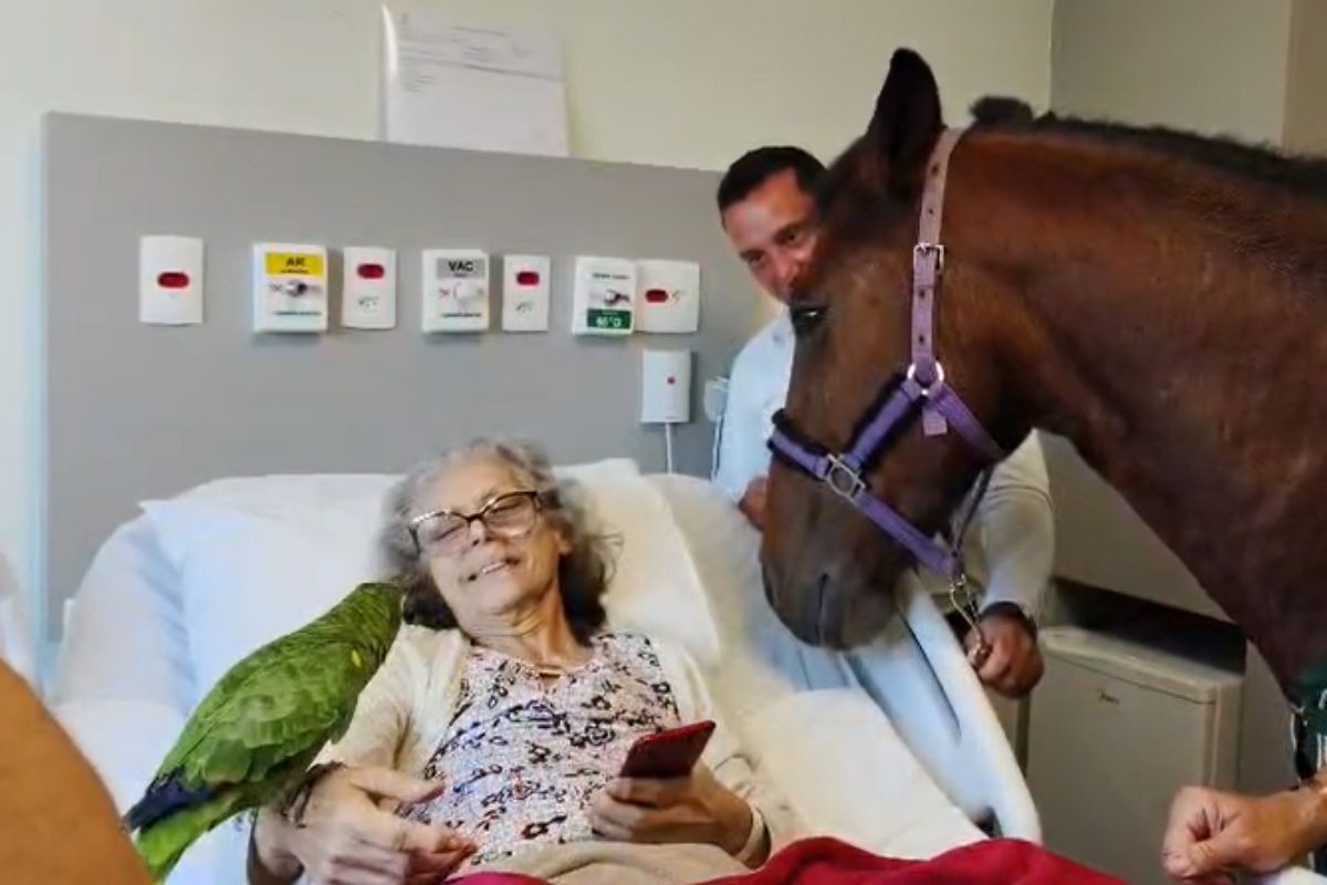Cavalo, galinha e papagaio visitam pacientes em hospital do litoral de SP: 'Melhora emocional e espiritual'; VÍDEO