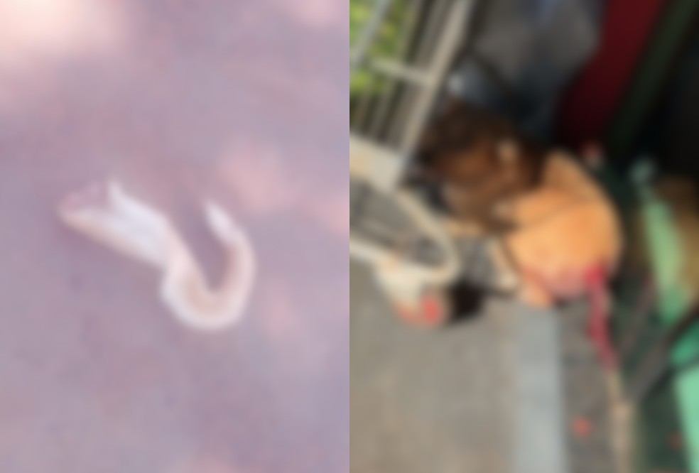 Cão é resgatado com cauda mutilada em Nova Alvorada do Sul — Foto: Alvorada Informa