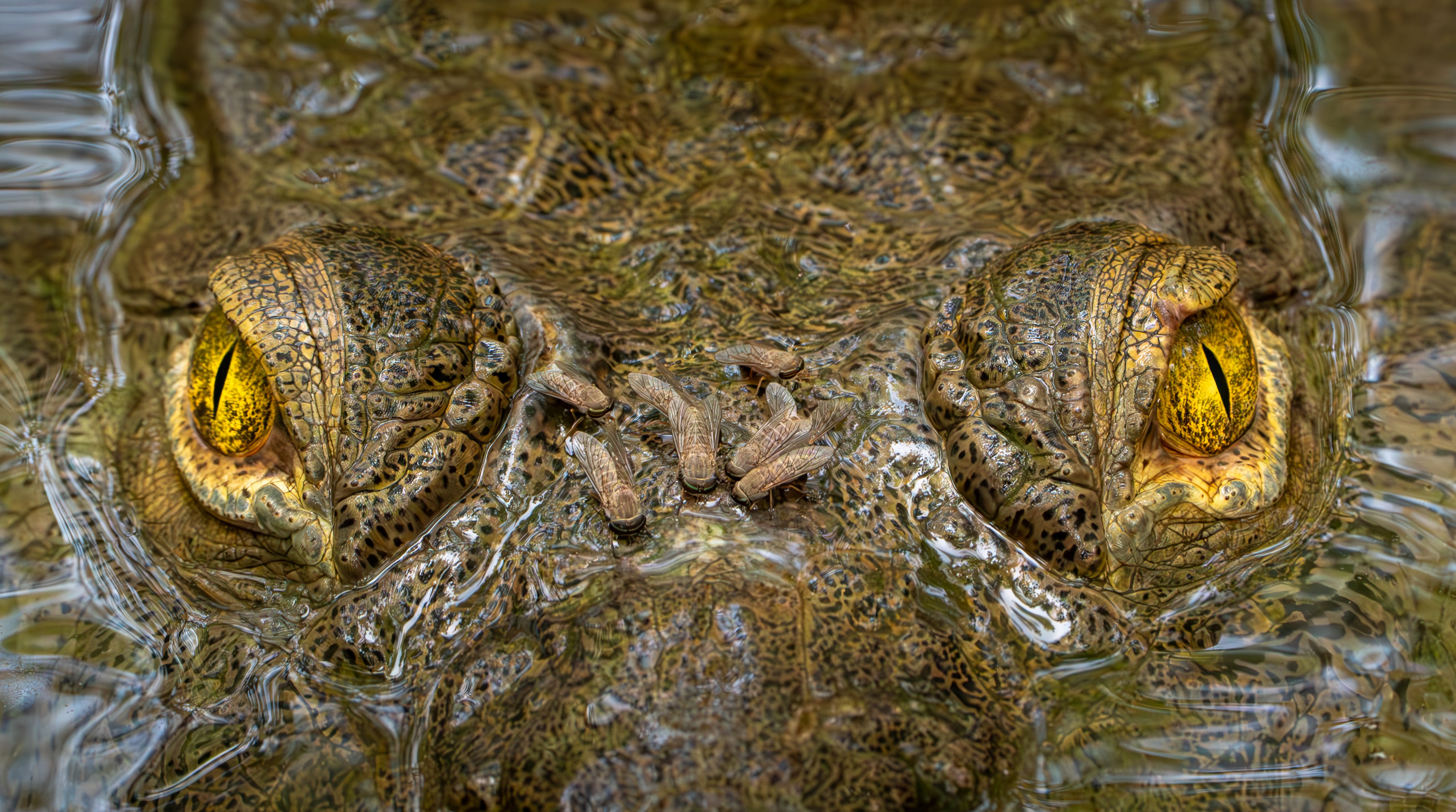 Crocodilo cercado por moscas, sapo 'voador' e resgate de chimpanzé vencem prêmio internacional de fotos ecológicas; veja FOTOS