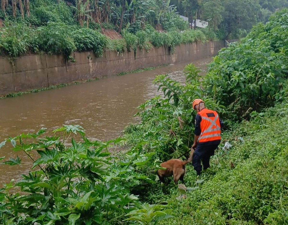 Cão da Guarda Civil é acionado nas buscas por servidor desaparecido após chuva em Petrópolis