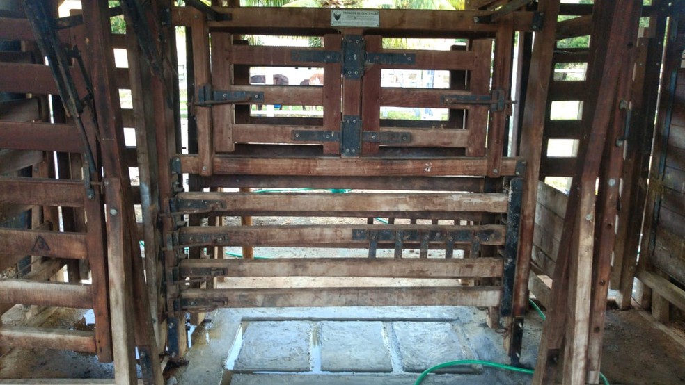 Bezerras foram vítimas de zoofilia por homens que invadiram fazenda em MG, diz gerente da propriedade — Foto: Gerente da fazenda/arquivo pessoal