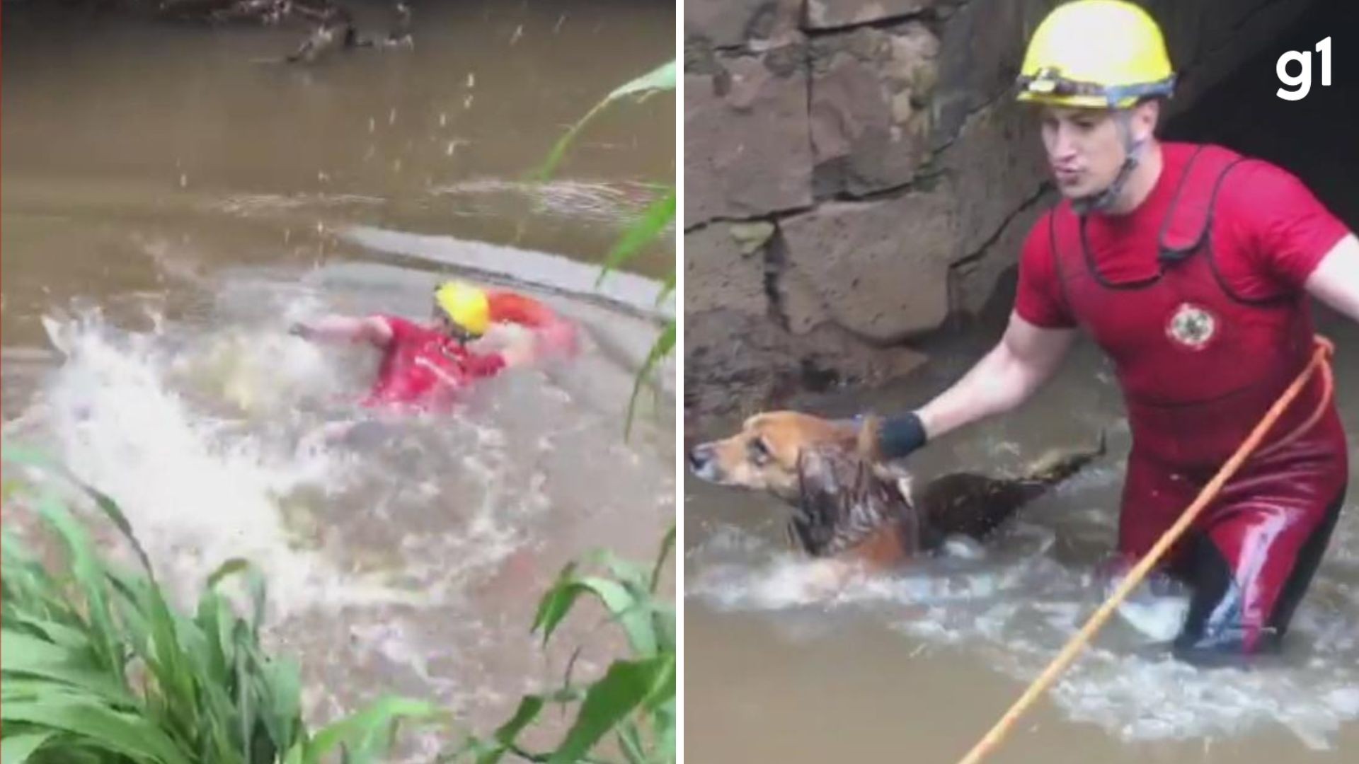 VÍDEO: cachorro é resgatado pelos bombeiros após cair em rio no RS