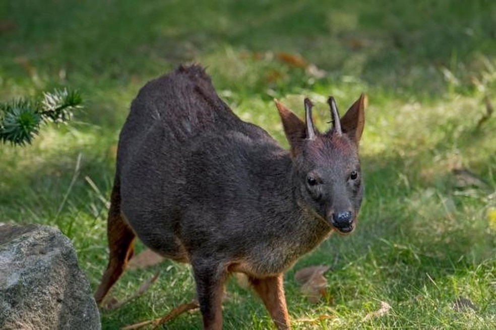 Pudu vem da palavra que os Mapuche usavam para se referir ao cervo: püdu — Foto: GETTY IMAGES via BBC
