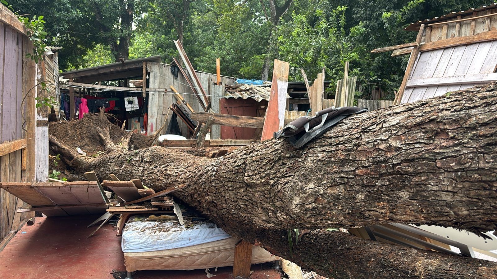 VÍDEO: Queda de árvore durante temporal atinge duas casas, em Foz do Iguaçu; ventos de até 98km/h foram registrados na cidade