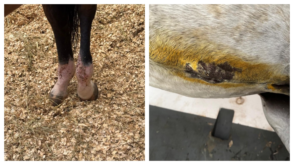 Cavaleiros denunciam maus-tratos a animais no Clube Hípico de Santo Amaro, com chicotadas e tachinhas