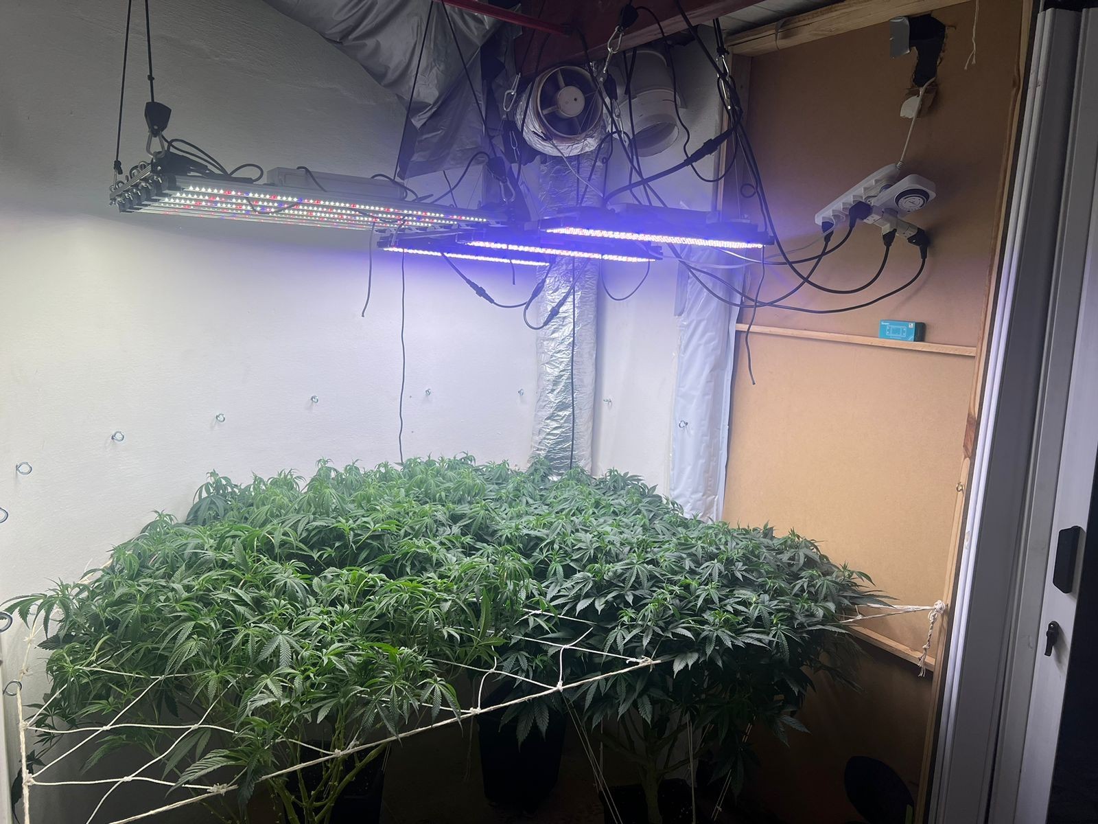 Estufa de cultivo de maconha com sistemas de iluminação refrigeração e irrigação é encontrada em Manhuaçu