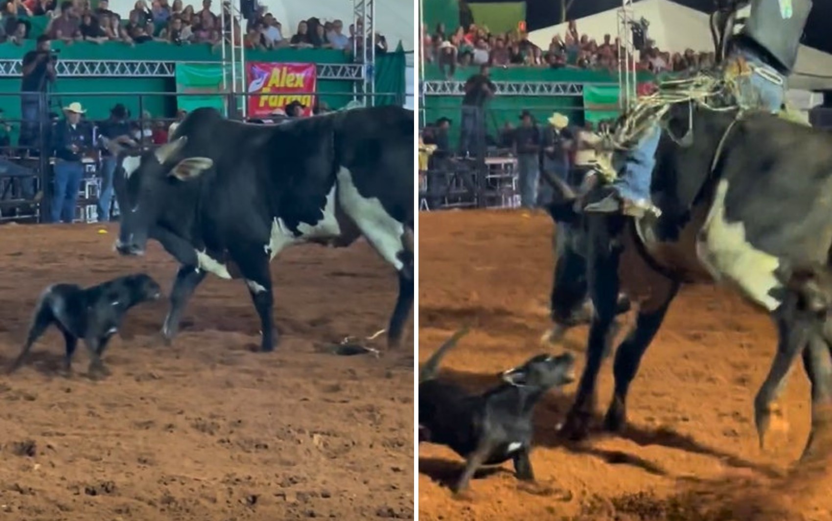 Imagem de destaque da notícia: Cadela Rouba a Cena em Rodeio de Goiás ao Enfrentar Touro