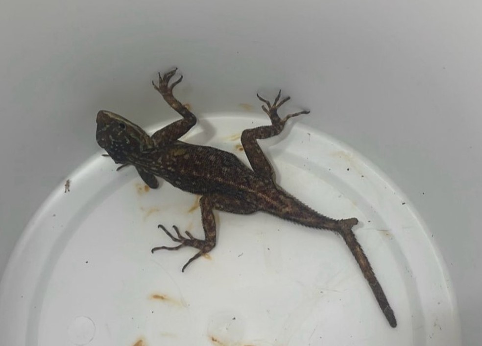 Lagarto de 18 cm é encontrado em SC dentro de contêiner vindo dos EUA | Santa Catarina | G1