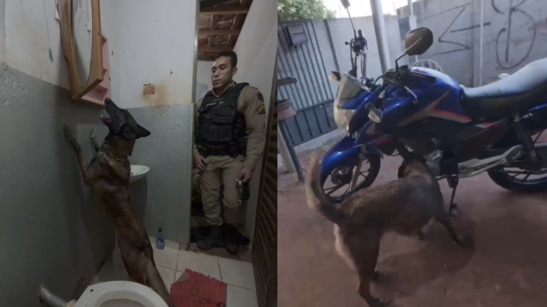 Veja momento em que cães farejadores descobrem drogas atrás de espelho e em moto de traficante em MG