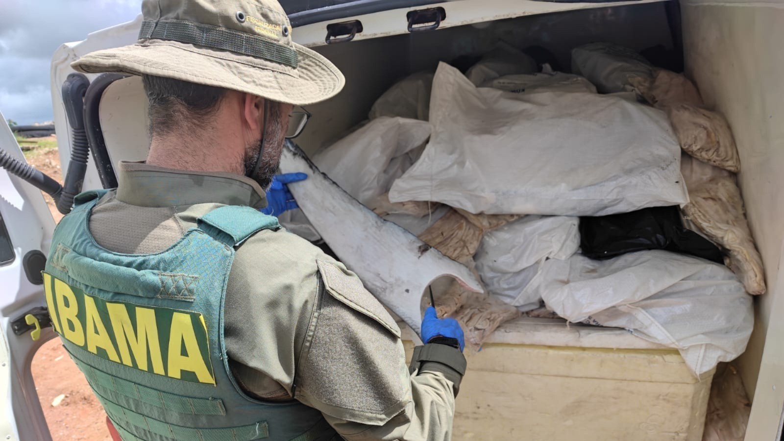 Mais de uma tonelada de barbatanas de tubarão é apreendida em Sergipe