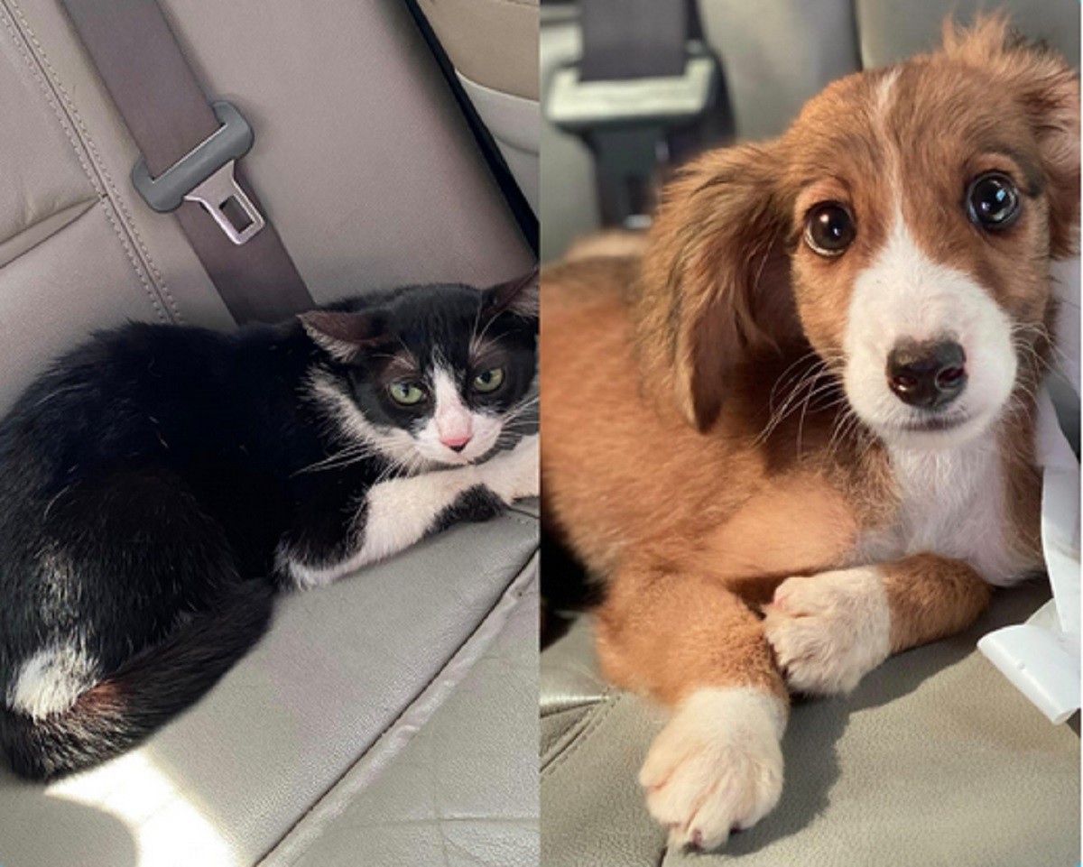 Filhotes de cachorro e gato vítimas de maus-tratos são resgatados durante vacinação antirrábica em Belém