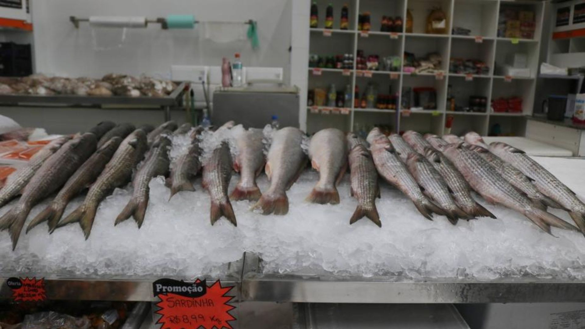 Festival da Tainha em Santos começa com quilo a R$ 11,99 no Mercado de Peixes