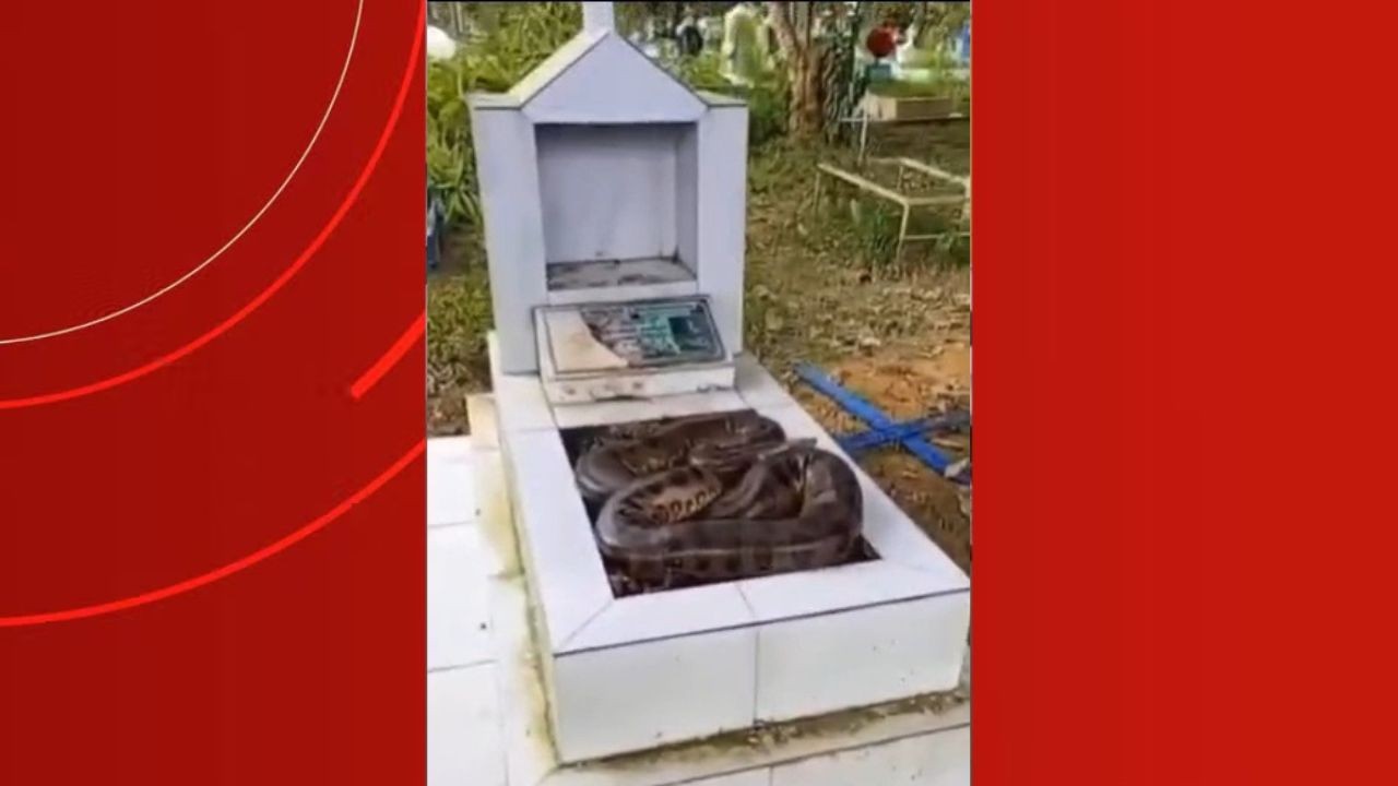 VÍDEO: Cobra é flagrada enrolada sobre sepultura em cemitério de Manaus