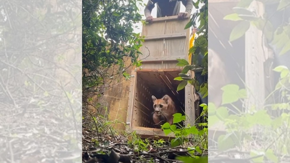 2 de 4
On&ccedil;a-parda encontrada em garagem foi devolvida &agrave; natureza em Bauru (SP) &mdash; Foto: Divulga&ccedil;&atilde;o