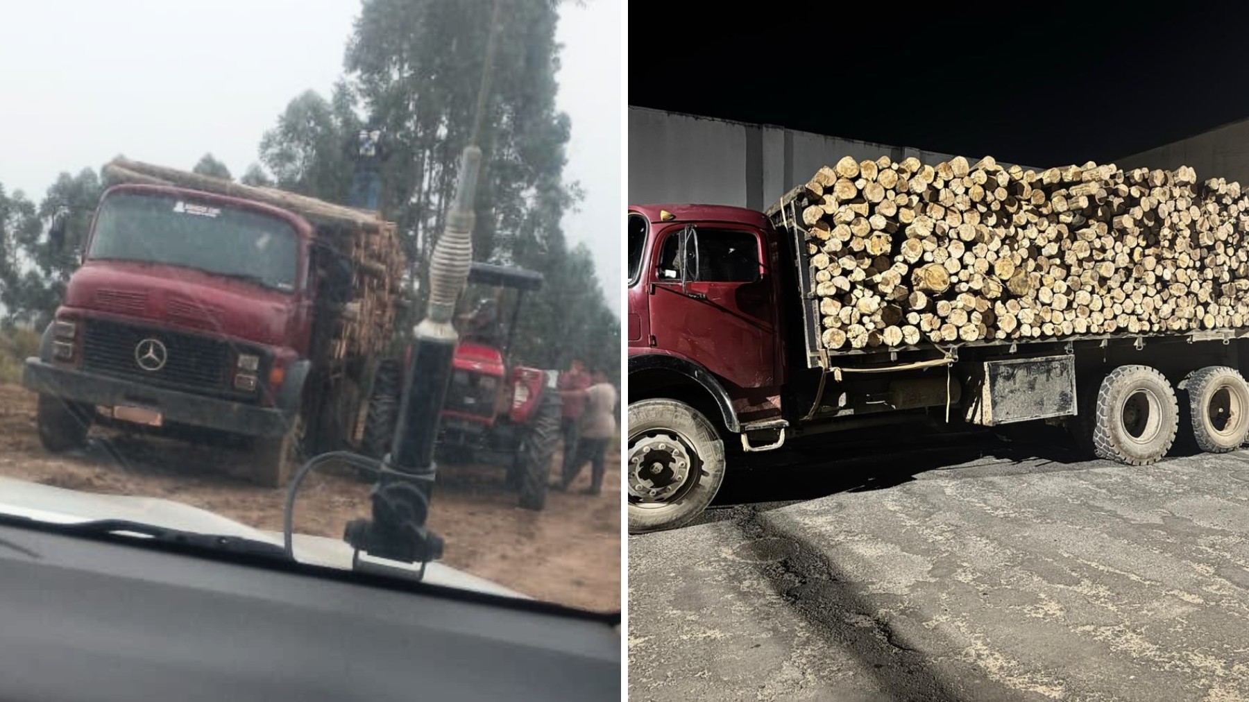 Ladrões de árvores são flagrados cortando floresta que leva sete anos para crescer, no Paraná