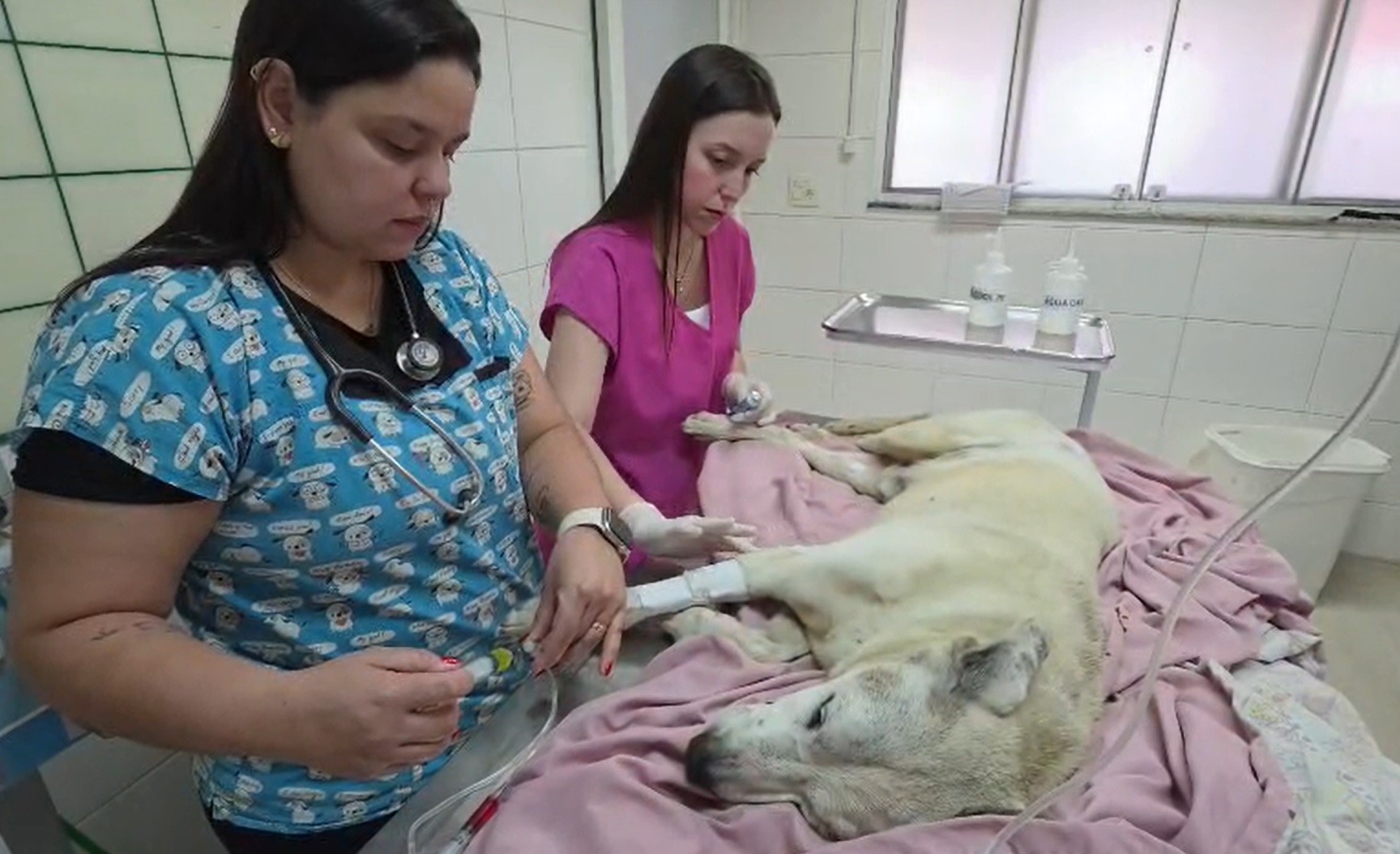 Cão idoso é resgatado pela Guarda após ser atropelado no Jardim Glória em Limeira