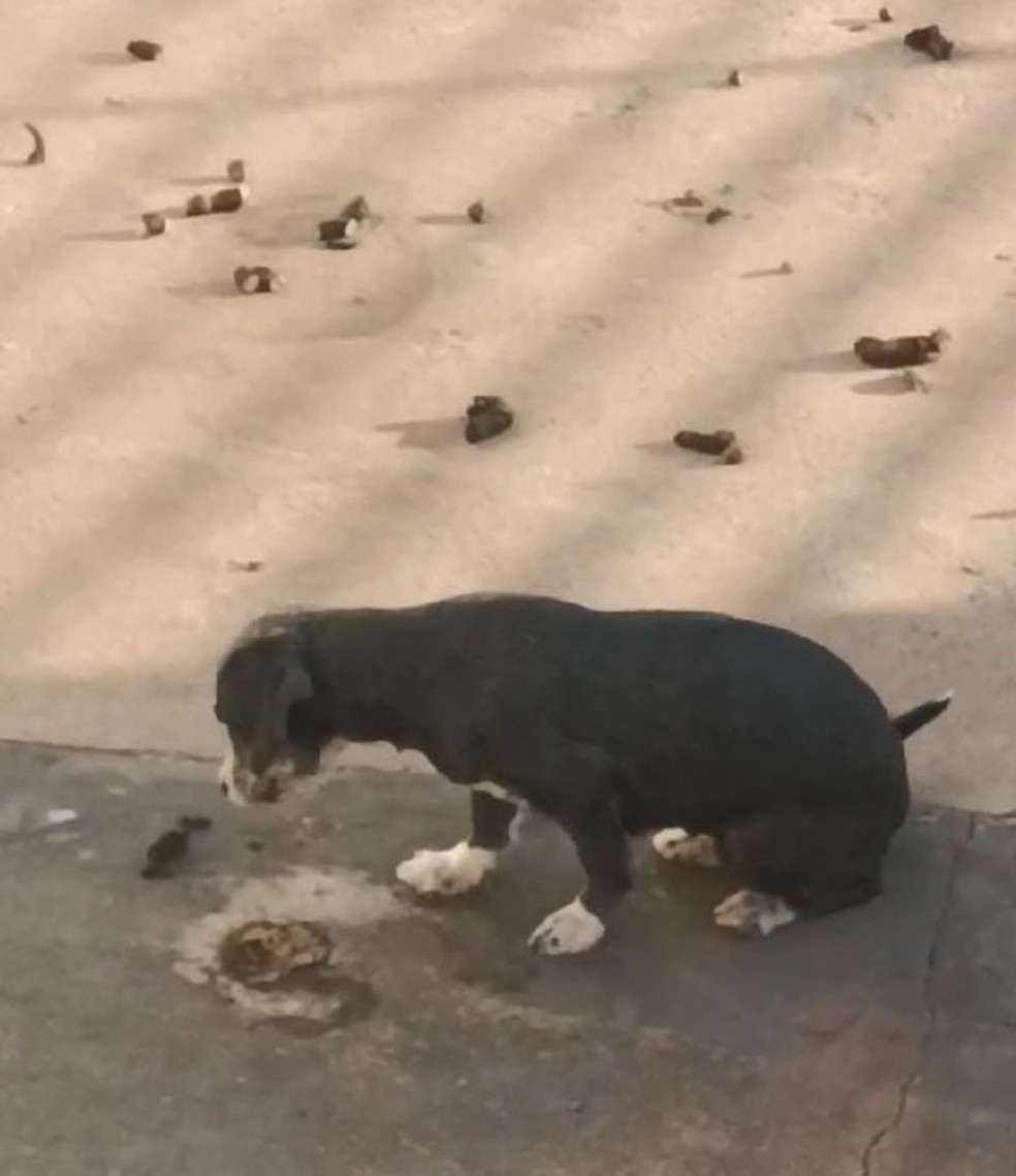 Cães vítimas de maus-tratos foram resgatados em Presidente Epitácio (SP) — Foto: Polícia Militar Ambiental