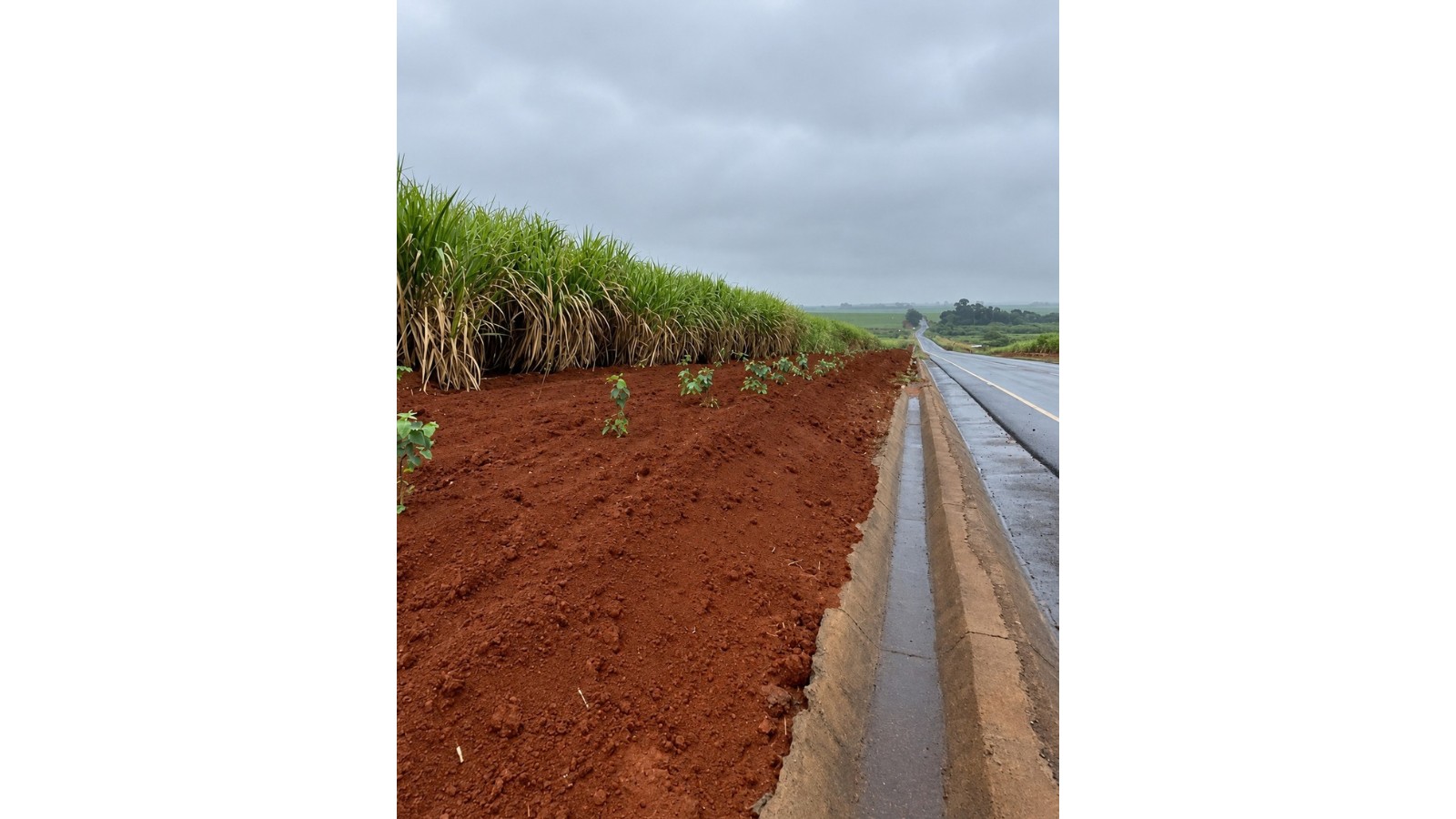 Santa Gertrudes une pesquisa, tecnologia e ações para melhorar a qualidade do ar — Foto: Crédito: Divulgação.