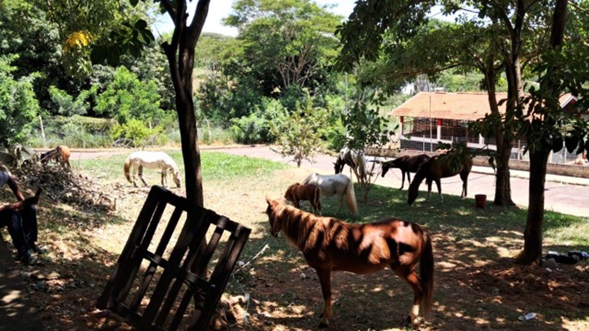 Prefeitura recolhe oito animais de grande porte que estavam soltos em ruas de Presidente Prudente