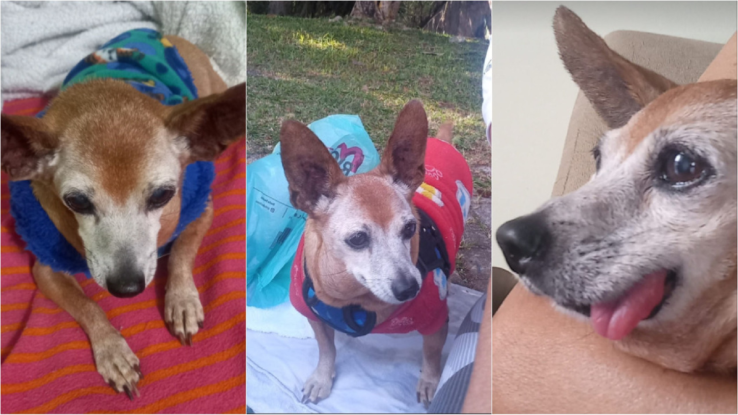 Mulher fica ferida e cachorro morre após ataque de pitbull que fugiu de casa, em Curitiba