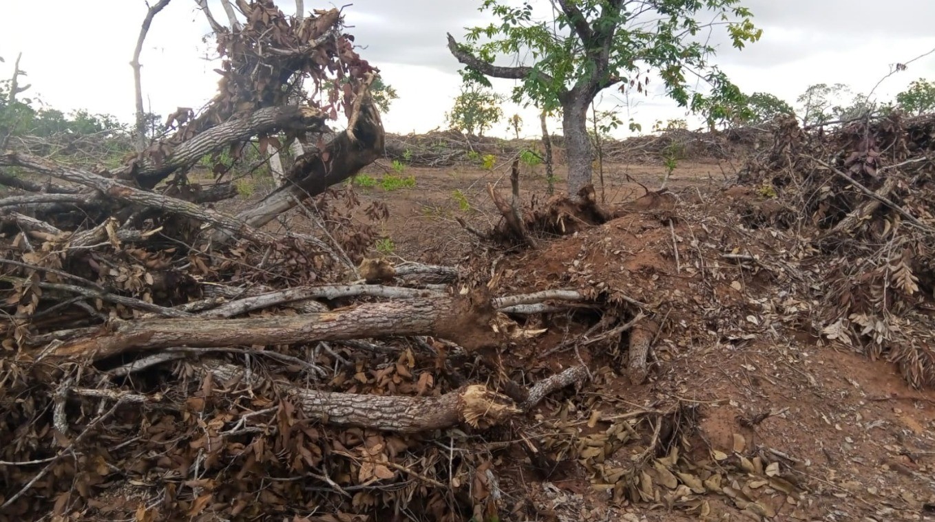 Polícia flagra desmatamento irregular em área de cerrado em zona rural de MT