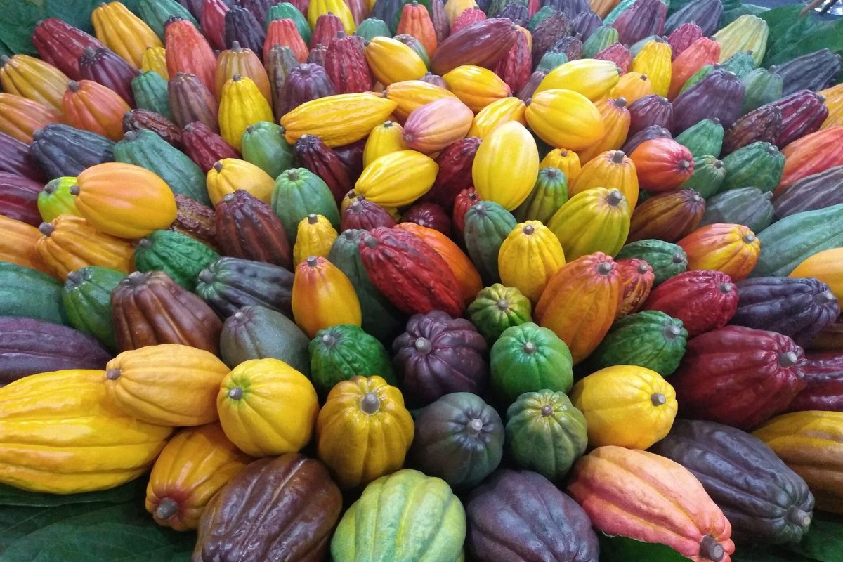 Maior produtor do Brasil, Pará cultiva cacau nativo oriundo de árvores seculares e se torna o novo terroir de chocolates finos do país | Pará