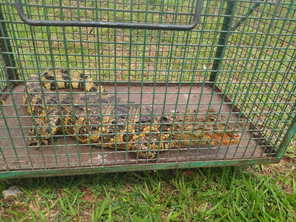 Jacaré-do-papo-amarelo é capturado dentro de empresa, em Santa Mercedes (SP) — Foto: Polícia Ambiental