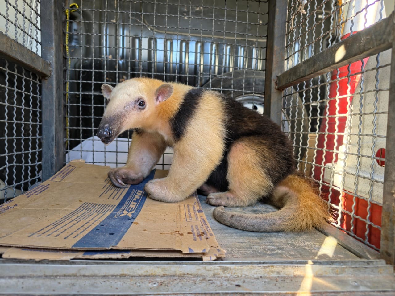 Tamanduá-mirim é resgatado após atropelamento em Mogi das Cruzes