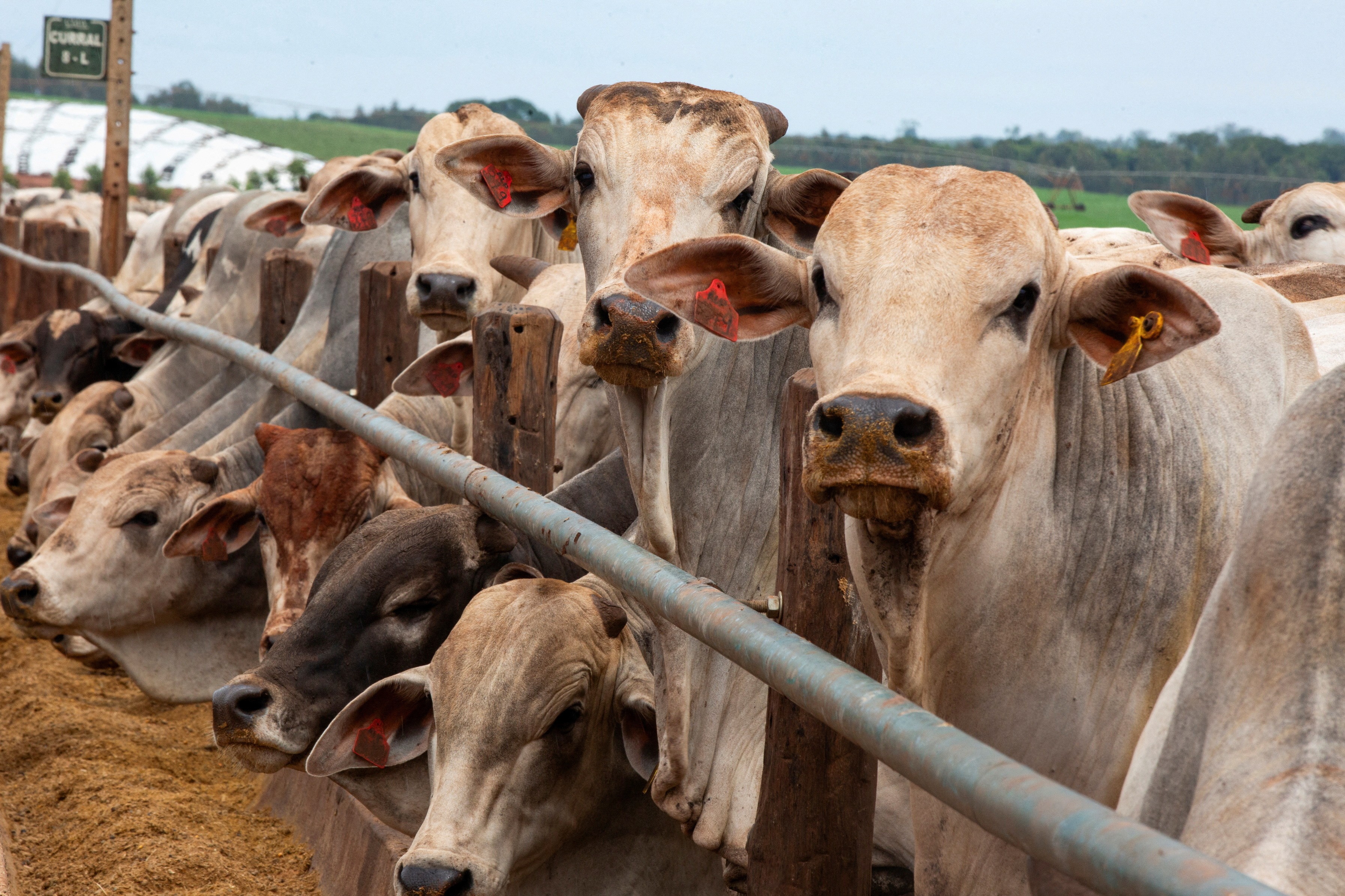 China retoma compra de carne bovina de três frigoríficos brasileiros, após mais de um ano de suspensão