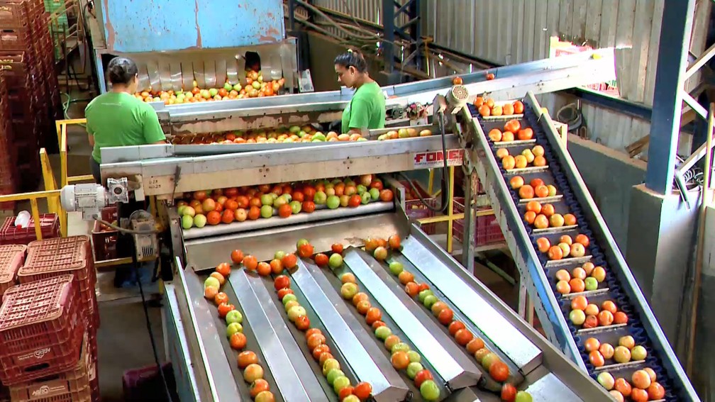 Nos galpões, tomates são separados por cor, tamanho e peso — Foto: Reprodução/TV Gazeta