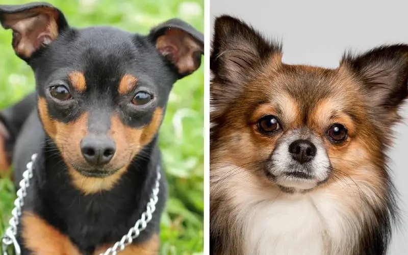 Rodas de samba, Saint Patrick's e encontro de cães das raças Pinscher e Chihuahua: veja agenda cultural para o fim de semana em Juiz de Fora 