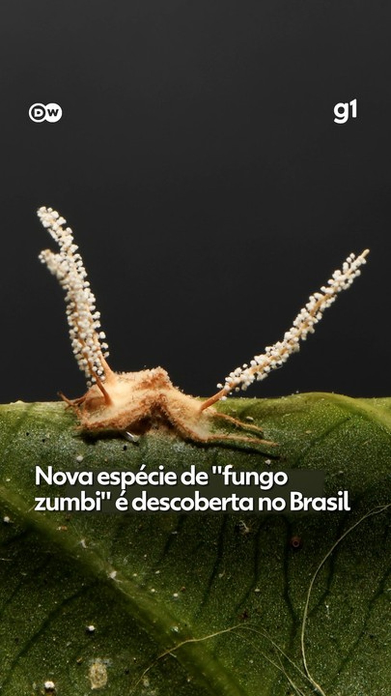 Nova espécie de 'fungo zumbi' é descoberta no Brasil; veja VÍDEO