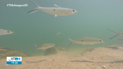Pesca em rios e lagos do Tocantins fica proibida a partir de domingo (1º)